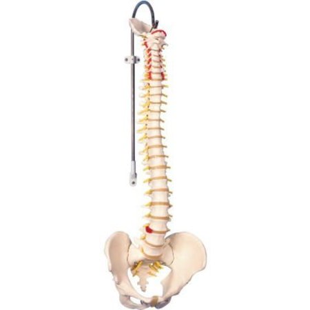 3B® Anatomical Model - Flexible Spine, Classic, Male -  FABRICATION ENTERPRISES, 960559
